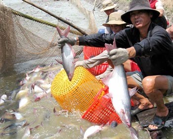 Farmers harvest tra fish in the Mekong Delta (Photo: SGGP)